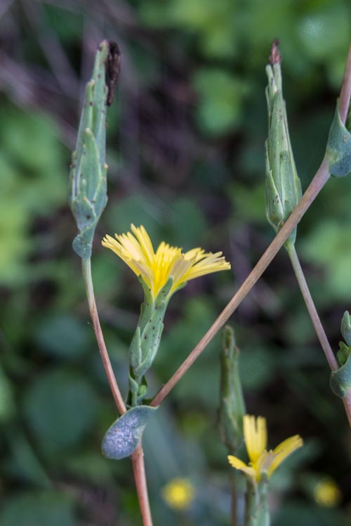 Lactuca serriola